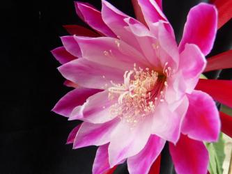 Epicactus-Hybriden China Bowl 