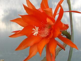 Epicactus-Hybriden Clementine 