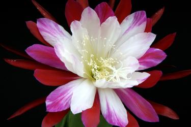 Epicactus-Hybriden Clown 