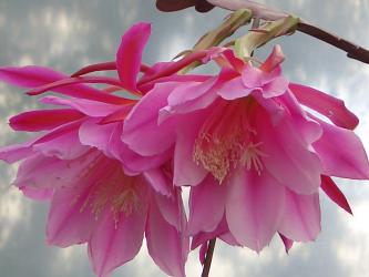 Epicactus-Hybriden Color Splash 