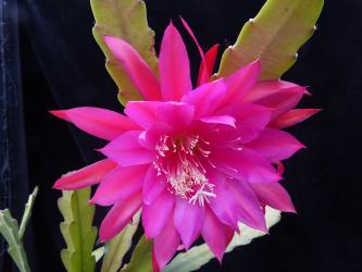 Epicactus-Hybriden Conqueror 