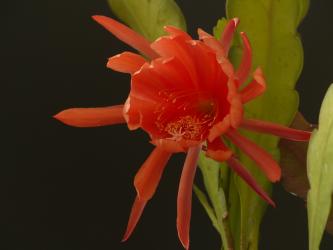 Epicactus-Hybriden Copper Horn 