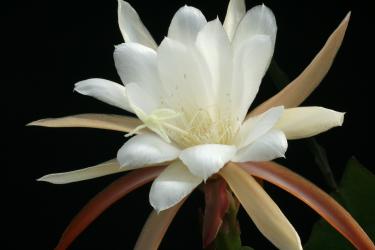 Epicactus-Hybriden Dancing Doll 