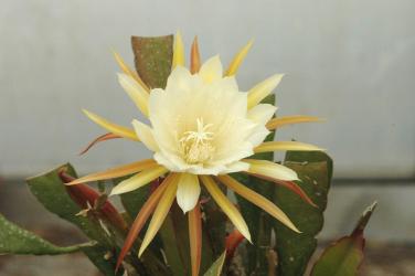 Epicactus-Hybriden Daola 