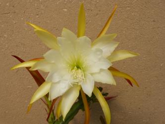 Epicactus-Hybriden Desert Moon 