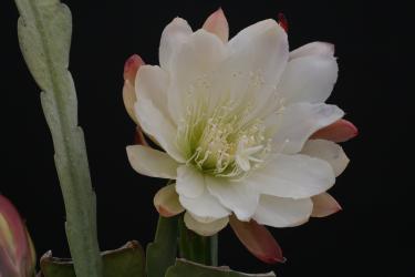 Epicactus-Hybriden Deutschland 