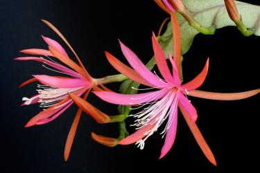 Epicactus-Hybriden Diana Paetz 