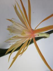 Epicactus-Hybriden Dietmar Paetz 