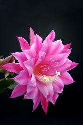 Epicactus-Hybriden Dolly Paetz 