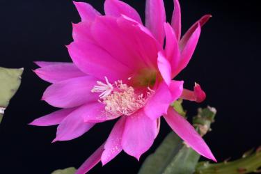 Epicactus-Hybriden Donna Diana 