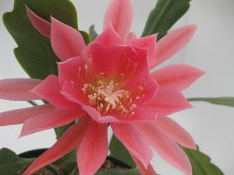 Epicactus-Hybriden Dr. Werdermann 