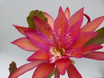 Epicactus-Hybriden Dreamland 