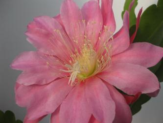 Epicactus-Hybriden Eastern Bouquet 