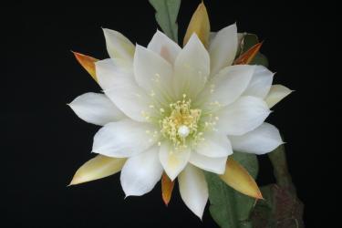 Epicactus-Hybriden Eden 