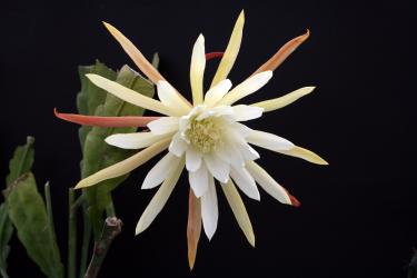 Epicactus-Hybriden Edna Stoddard 