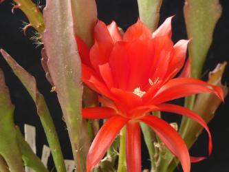 Epicactus-Hybriden Emmi Paetz 