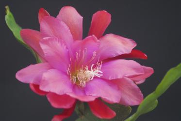 Epicactus-Hybriden Enchanted Night 