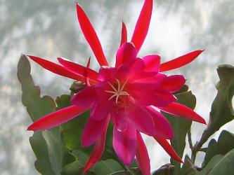 Epicactus-Hybriden Erfurter Gartenschau 