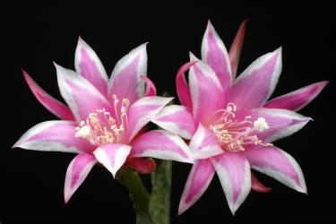 Epicactus-Hybriden Eric Paetz 