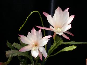 Epicactus-Hybriden Erika Paetz 