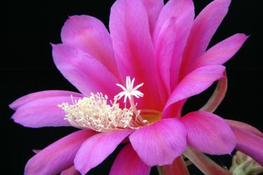 Epicactus-Hybriden Erlauer Kind 