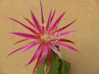 Epicactus-Hybriden Esther Paetz 