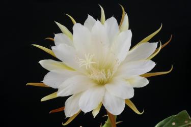 Epicactus-Hybriden Etienne Anneessens 