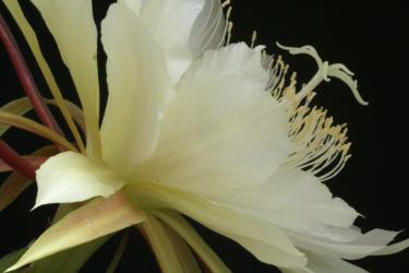 Epicactus-Hybriden Eva Paetz 