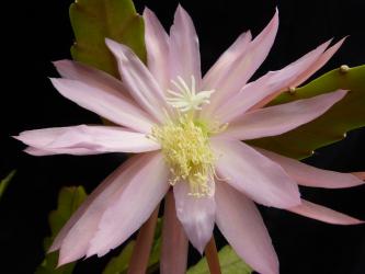 Epicactus-Hybriden Fair Anet 