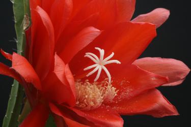 Epicactus-Hybriden Fantasie 