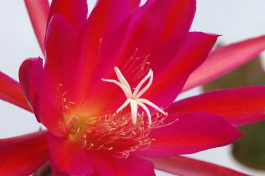 Epicactus-Hybriden Farbenpracht 