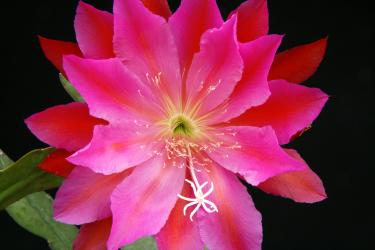 Epicactus-Hybriden Feather Queen 