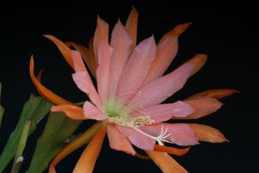 Epicactus-Hybriden Fiesta de Flores 