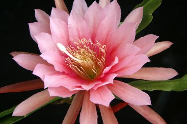 Epicactus-Hybriden Fifi 