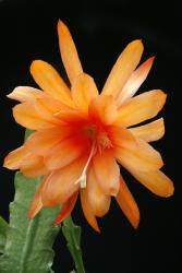 Epicactus-Hybriden Forever Young 