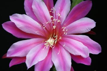 Epicactus-Hybriden Four 