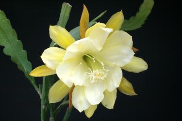 Epicactus-Hybriden Frances C. 