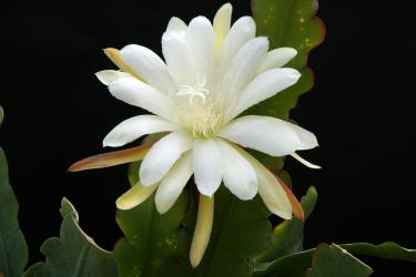 Epicactus-Hybriden Frau Gretchen Steudte 