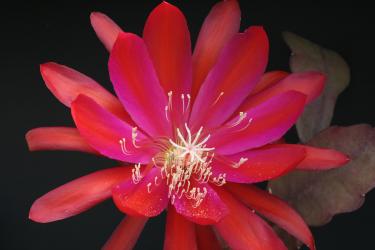 Epicactus-Hybriden Frau Liberta Knebel 