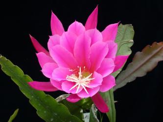 Epicactus-Hybriden Fred Paetz 