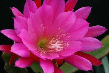 Epicactus-Hybriden Fritz Kühne 