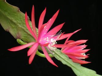 Epicactus-Hybriden Frühlingsabend 