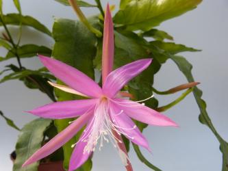 Epicactus-Hybriden Frühlingsanfang 