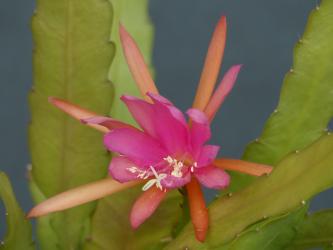 Epiphyllum Blattkakteen Epicactus "Frühlingsanfang" Jungpflanzen 