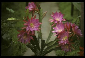 Epicactus-Hybriden Frühlingsgruß 