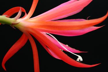 Epicactus-Hybriden Frühlingsrauschen 