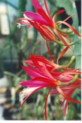 Epicactus-Hybriden Frühlingsstern 