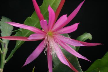 Epicactus-Hybriden Frühlingstraum 