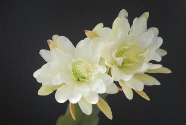 Epicactus-Hybriden Gardenia 