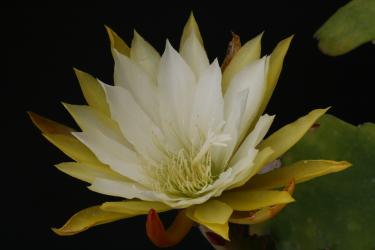 Epicactus-Hybriden Geckuden 